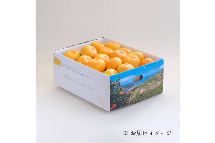 ミヤモトオレンジガーデンの愛媛みかん 秀品を贈る | カジュアルギフト